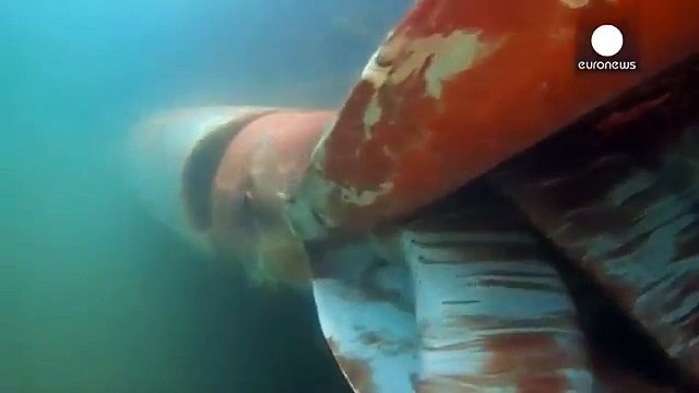 Calamar géant! un calamar géant a été filmé.