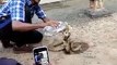 Snake drinking water -खतरनाक पल - एक सर्किल केरल के एक आदमी से पानी पीता है