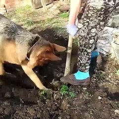Dalla reazione questo cane sembra aver trovato qualcosa! Resta il mistero!