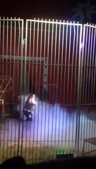 Un dompteur attaqué à la gorge par un lion devant son public