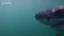 Diver comes 'eye-to-eye' with a massive great white shark