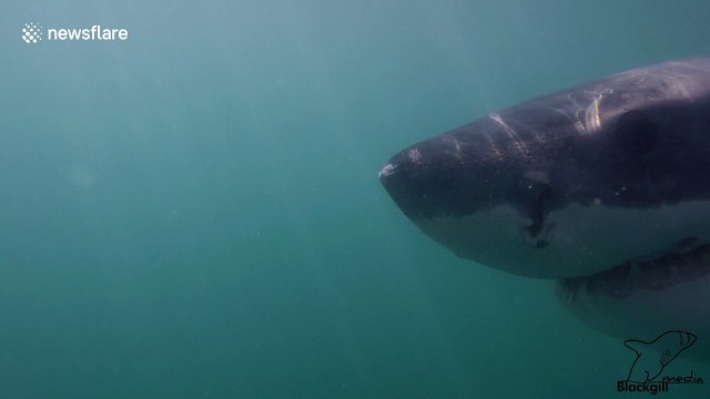 Diver comes 'eye-to-eye' with a massive great white shark