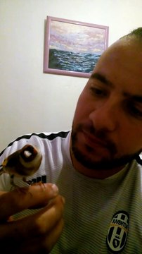 Magnifique Chardoneret bien dompter wooow de notre frère Jod Boutaba Karawange