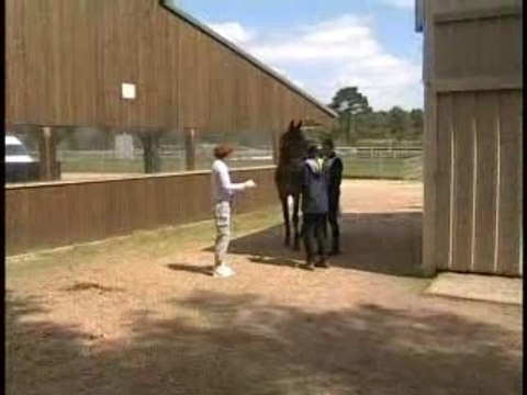 L'endurance des jeunes chevaux