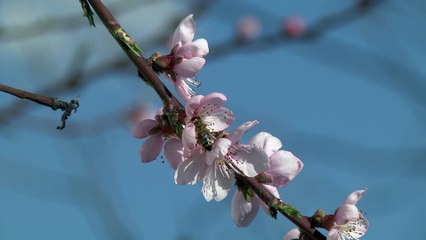 The Good, The Bad And The Ugly Of African-American Mortality In The US