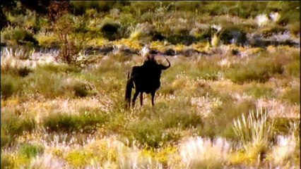 Caminando Con Cavernícolas - 03 - Familia Salvaje - BBC (2003)