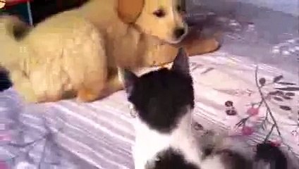 [Funny Videos] Dog and Cat playing