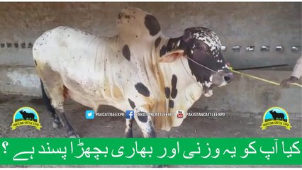 378 || cow qurbani for eiduladha || Bakra eid in Karachi, Pakistan || Cow Mandi