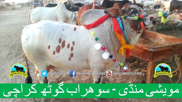 379 || Cow Mandi || 2017 || 2018 || Karachi Sohrab Goth || Cow Qurbani
