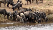 Wildebeest fight for a drink at the river crossing on the Masai Mara, Kenya, Africa
