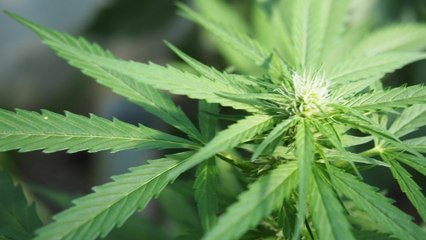 Could Weed Reverse The Effects of Aging?