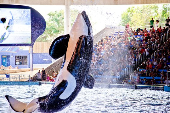 SeaWorld Shamu's Show (San Antonio, Tx) Part-1