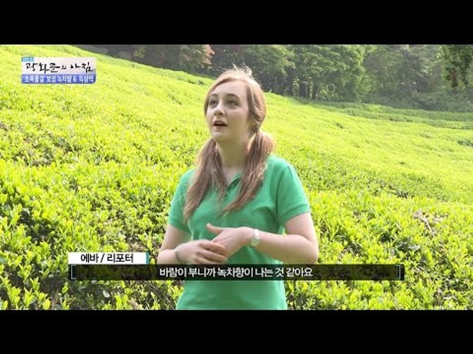 보성하면 생각나는 그 곳, 녹차밭! [광화문의 아침] 235회 20160519