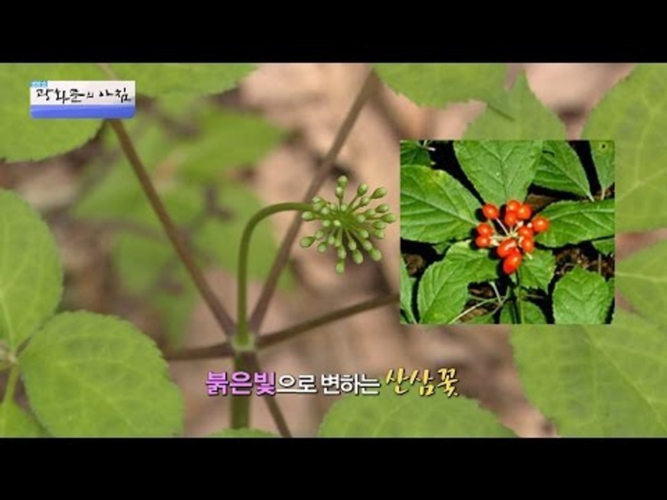 조복산삼! 산삼을 낳는 꿩! [광화문의 아침] 235회 20160519