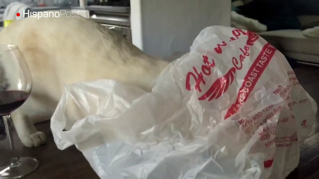 La curiosidad casi mata a este gato estadounidense