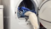 The Laundry won't do itself  Cockatoo helps with house chores