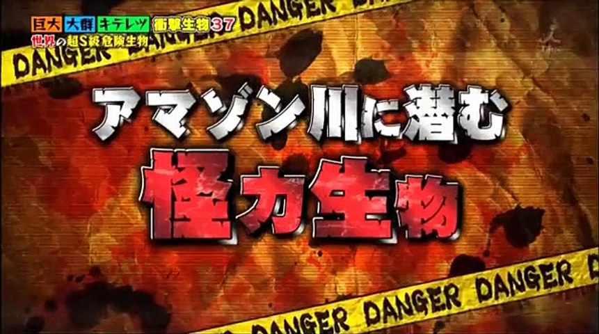世界の超ｓ級危険生物 2017年1月8日 170108 Part1 Part 1 2 Video Dailymotion