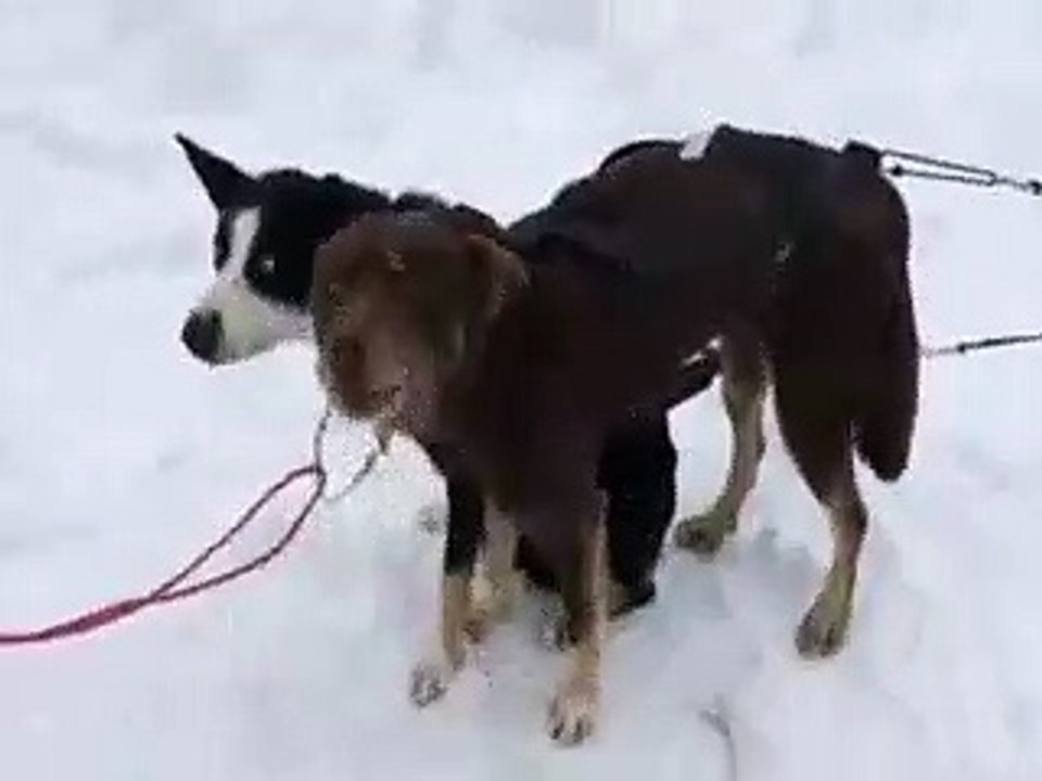 Blah Blah Dog