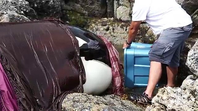 Échouée sur un rochet, cette orque pleure depuis des heures pour être secourue... maintenant regardez bien qui vient à