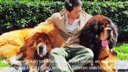 그린-하이텐션뮤비, 아름다운 티벳(The Beautiful Tibet-美丽的西藏 [Tibetan Song])[CRAMV-060, Pt.(+)]