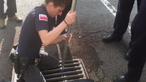 Washington Firefighters Rescue Ducklings Under Mother Duck's Supervision
