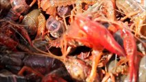 How do foreigners eat freshwater shrimp?