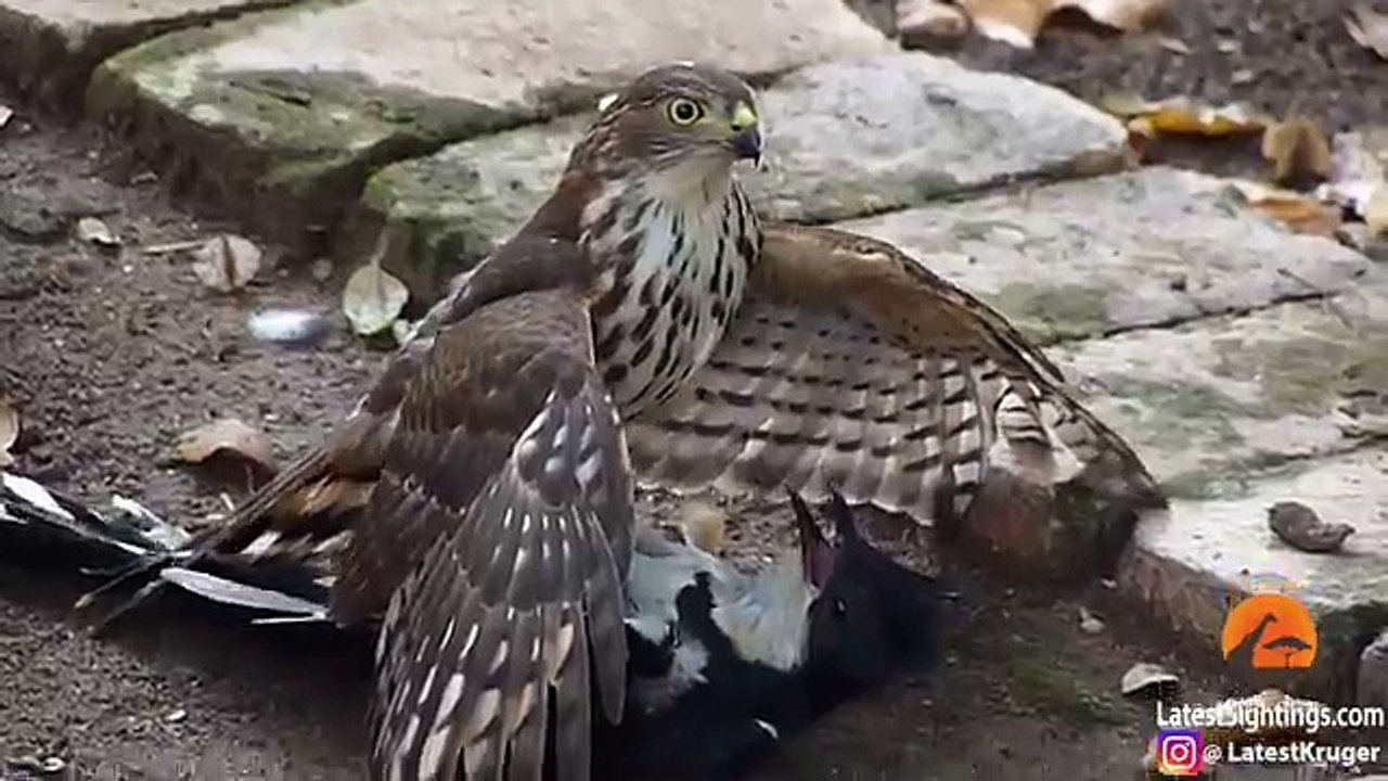Hawk_Tries_to_Kill_Cuckoo_Bird