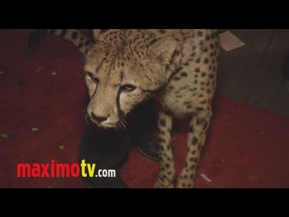 Cheetah Amara Red Carpet Ready
