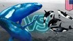 Paus bungkuk terlihat mengganggu jam makan paus Orca - Tomonews