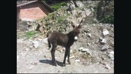 Eşek sıpası ve Annesi Eşek sesi