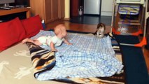 Babies and pets having fun together - Funny and cute baby 4366
