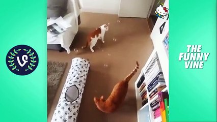 Funny Cats Compilation 2016 & 2017  - Best Funny Cat Videos Ever __ Funny Vines - Full hd