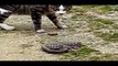 Top Funny Cats V_S Snakes Compilation 2017 _ Best Funny Cat Videos Ever -