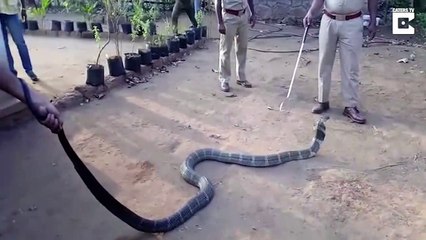 Kral Kobraya Pet Şişeden Su İçiren Cesur İnsanlar