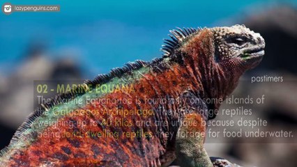 Top 10 Endemic Animals Of Galapagos Islands