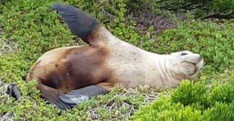 Sea Lion Flops Around Lazily, Tries to Hide Face With Flippers