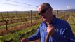 Climate change battle h alian winemakers