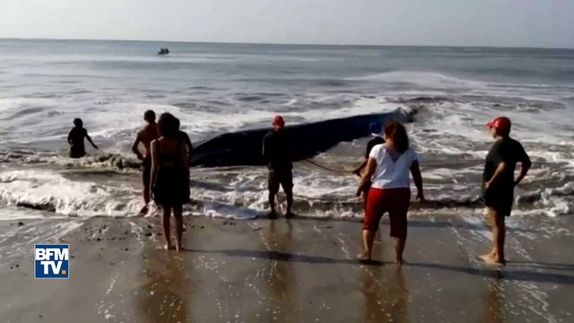 Au Mexique, une baleine de 10 tonnes échouée sur une plage est secourue par des pêcheurs