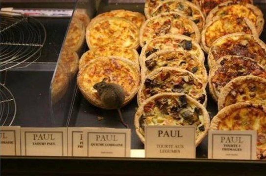 Petite souris en promenade chez Paul LOL