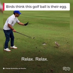 Descargar video: Ce couple d'oiseaux prend cette balle de golf pour leur oeuf... Pas touche golfeur ou t'es mort!