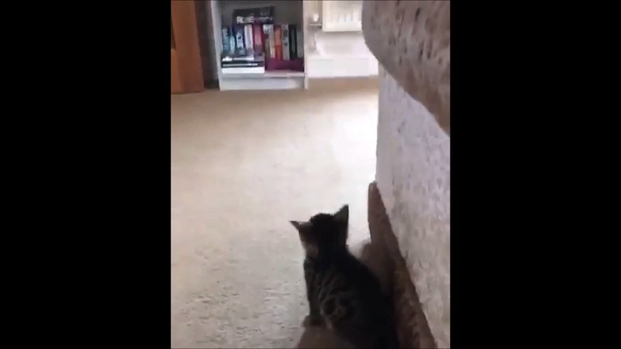 Mais pourquoi il tourne autour de moi ce con de chien : Ce chaton découvre la vie de chat