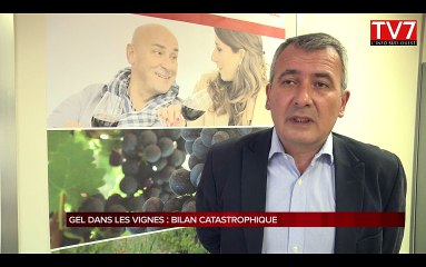 Gel dans les vignes : un bilan catastrophique