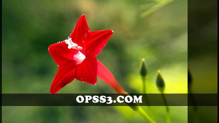 CYPRESS 오피쓰 부천건마 OPSS3.COM  부천오피