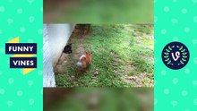 Funny Cats and Dogs - Cats Vs. Dogs _