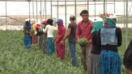 Adana'nın Turfanda Karpuzu Piyasaya Çıkıyor