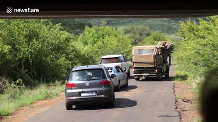 Bull elephant charges Range Rover in South Africa