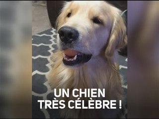 N'est-ce pas le chien le plus mignon du monde ?