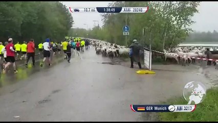 600 moutons s'invitent dans une course de charité en Allemagne