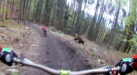 Un VTTiste pourchassé par un Ours en Slovaquie