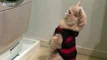 Çamaşır makinesinin bitmesini bekleyen tatlı kedi